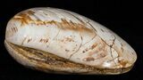 Wide Polished Fossil Clam - Jurassic #12075-1